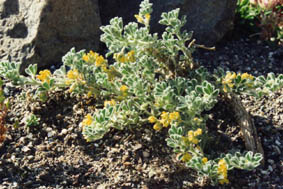 Medicago marina